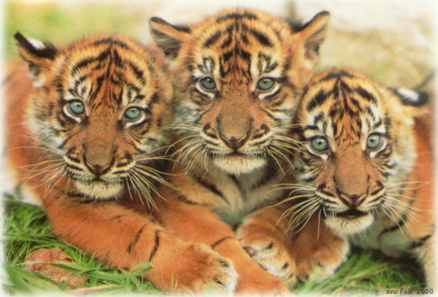 tiger cubs wallpaper. 85.7 Kb